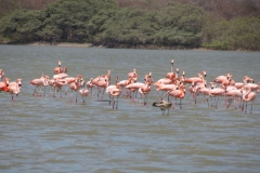 19-Flamingos