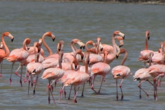 20-Flamingos