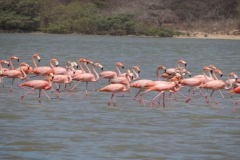 21-Flamingos