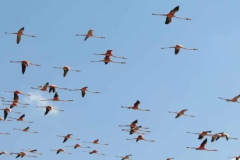 22-Flamingos