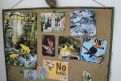 26-Donde-cuidan-las-ranas