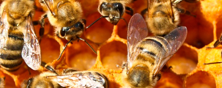 biologiaGrande