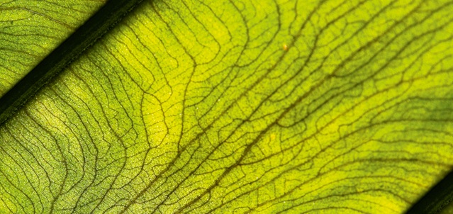 microbiologiaGrande